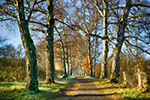 Birken in der Hermann-Löns-Allee